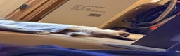Ragdoll cats for sale: Male ragdoll - 1 years old. Forfar, Angus in Forfar - Advert 4