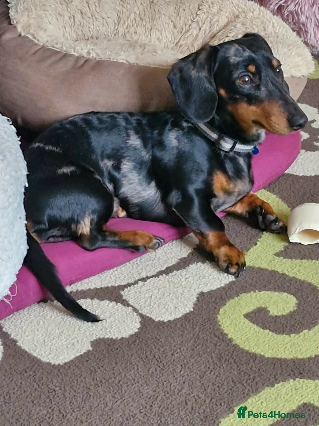 Dachshund dogs for sale: Dachound puppies in Wincanton - Advert 2