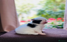 Pomeranian dogs for sale: Cute Pomeranian Puppies Looking for loving home - Image 14