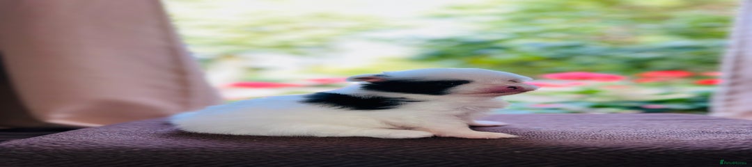 Pomeranian Puppy 3