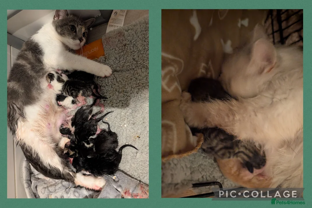 Mixed Breed cats for sale: Two Litters born 12hrs apart ♥️💙 - Advert 1