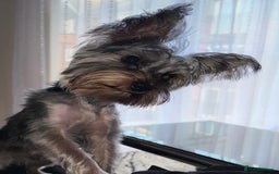Yorkshire Terrier dogs for sale: Yorkshire terrier pedigree - Image 2