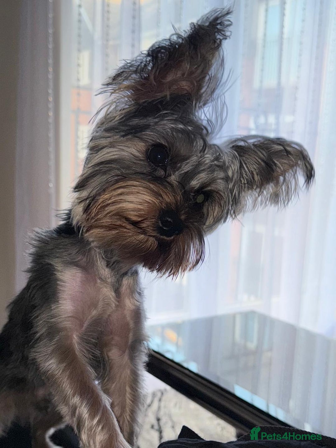 Yorkshire Terrier dogs for sale: Yorkshire terrier pedigree - Image 2