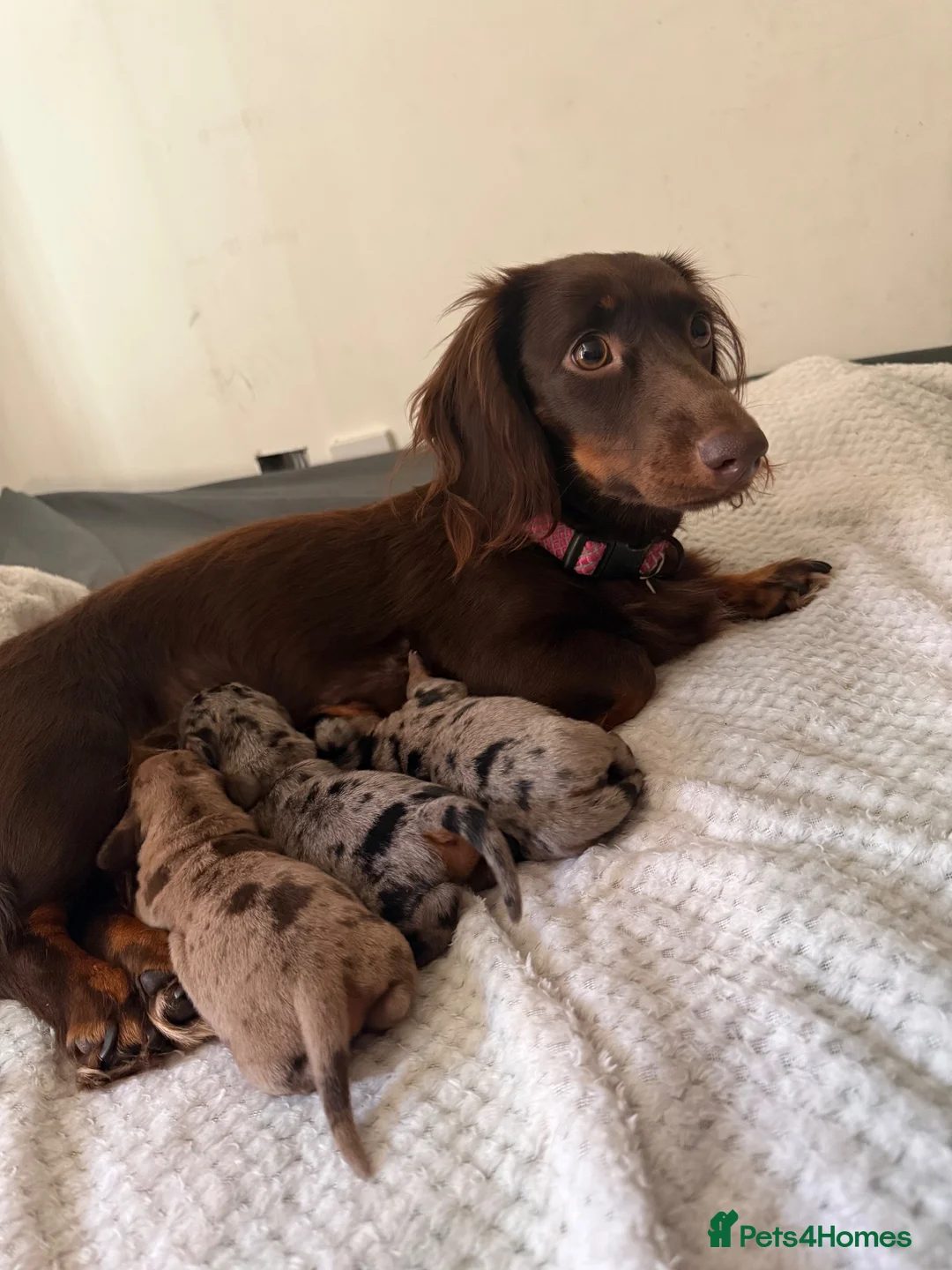 Miniature Dachshund dogs for sale: 2 dapple female mini dachshunds  - Advert 11