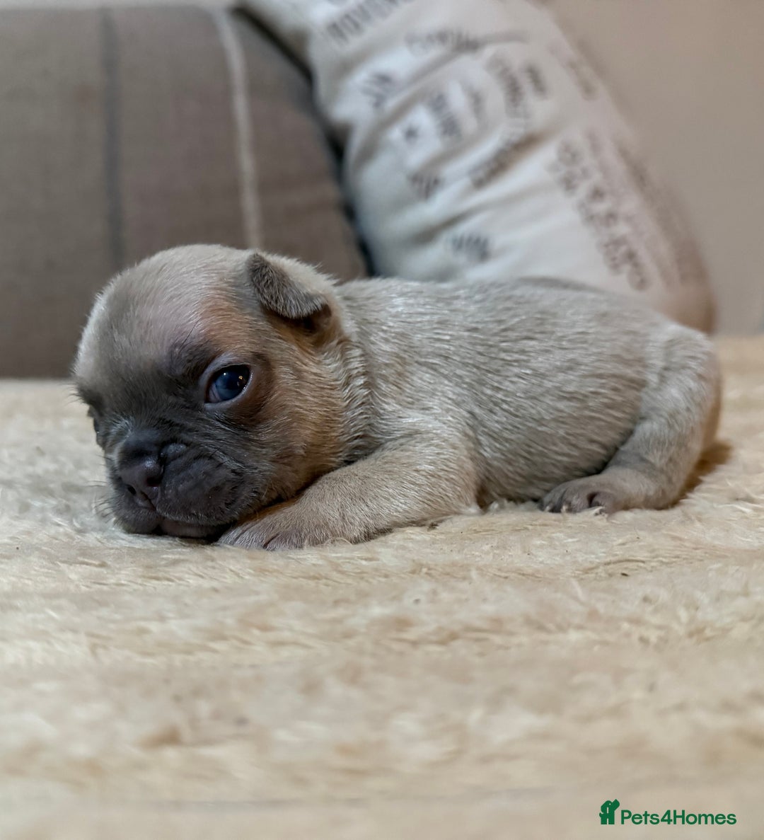 French Bulldog dogs for sale: French bulldog puppies - Advert 3