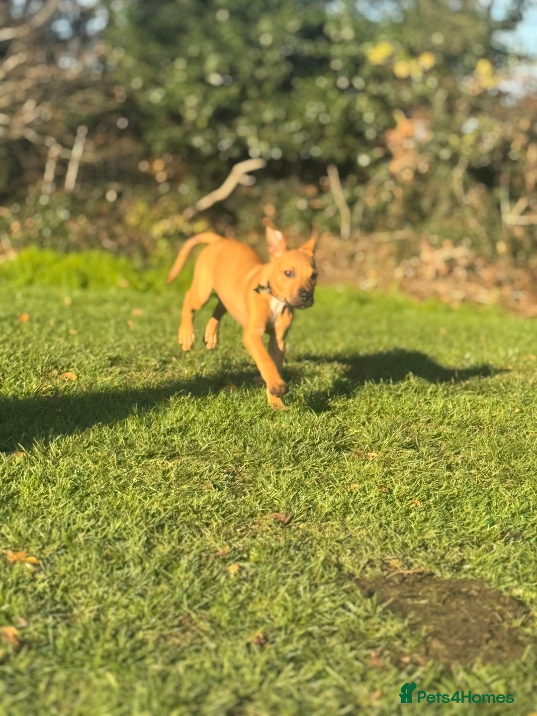 Mixed Breed dogs for sale: Little rottie x staff for sale  - Advert 5