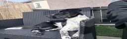 Mixed Breed dogs for sale: German short haired pointer x border collie  in Ebbw Vale - Advert 4