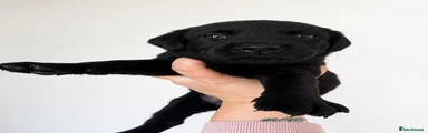 Labrador Retriever Puppy 5