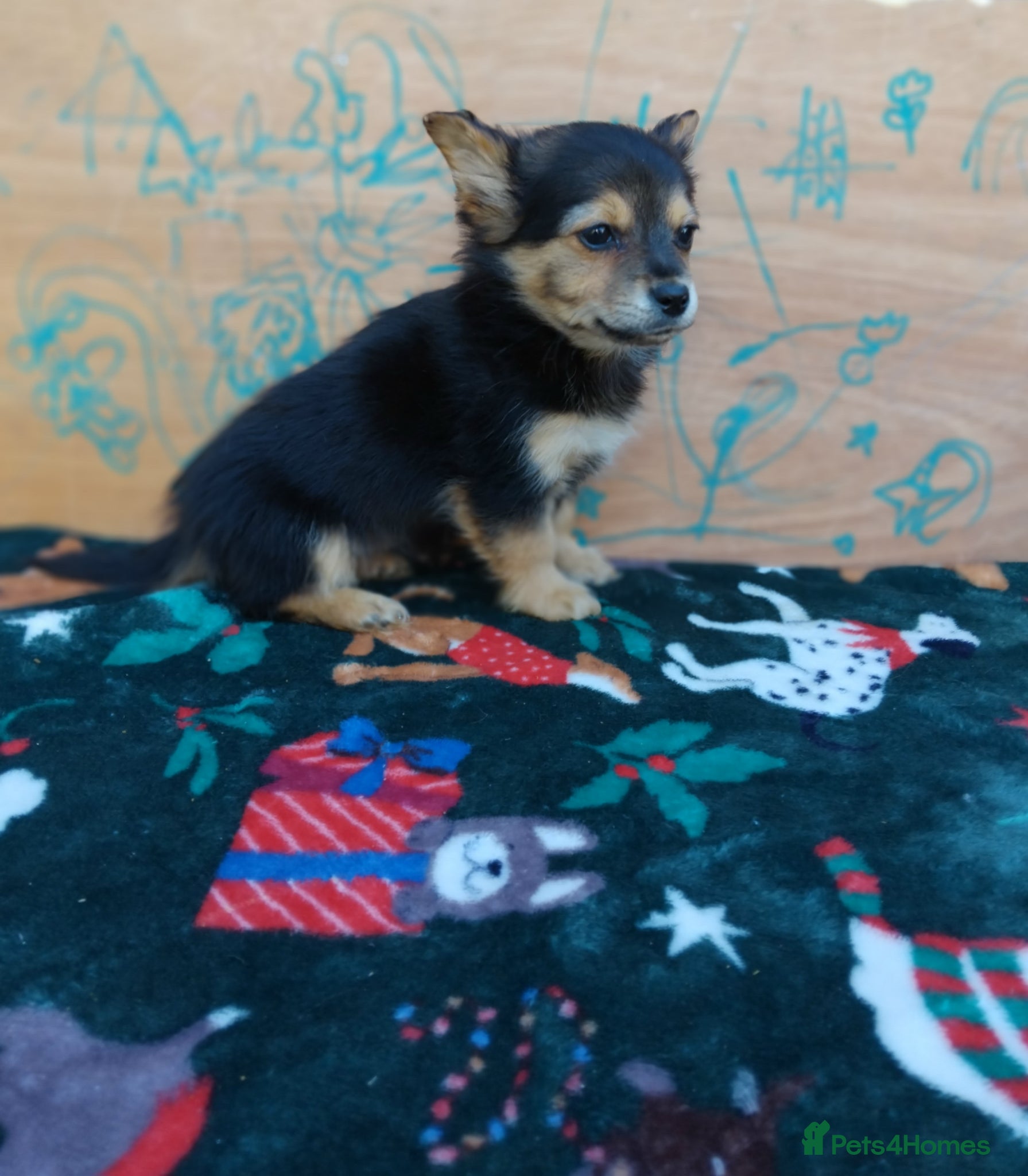 Pomchi dogs 4 beautiful black and tan pomchi puppies  - Advert 2