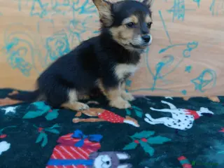 Pomchi dogs 4 beautiful black and tan pomchi puppies - Advert 2