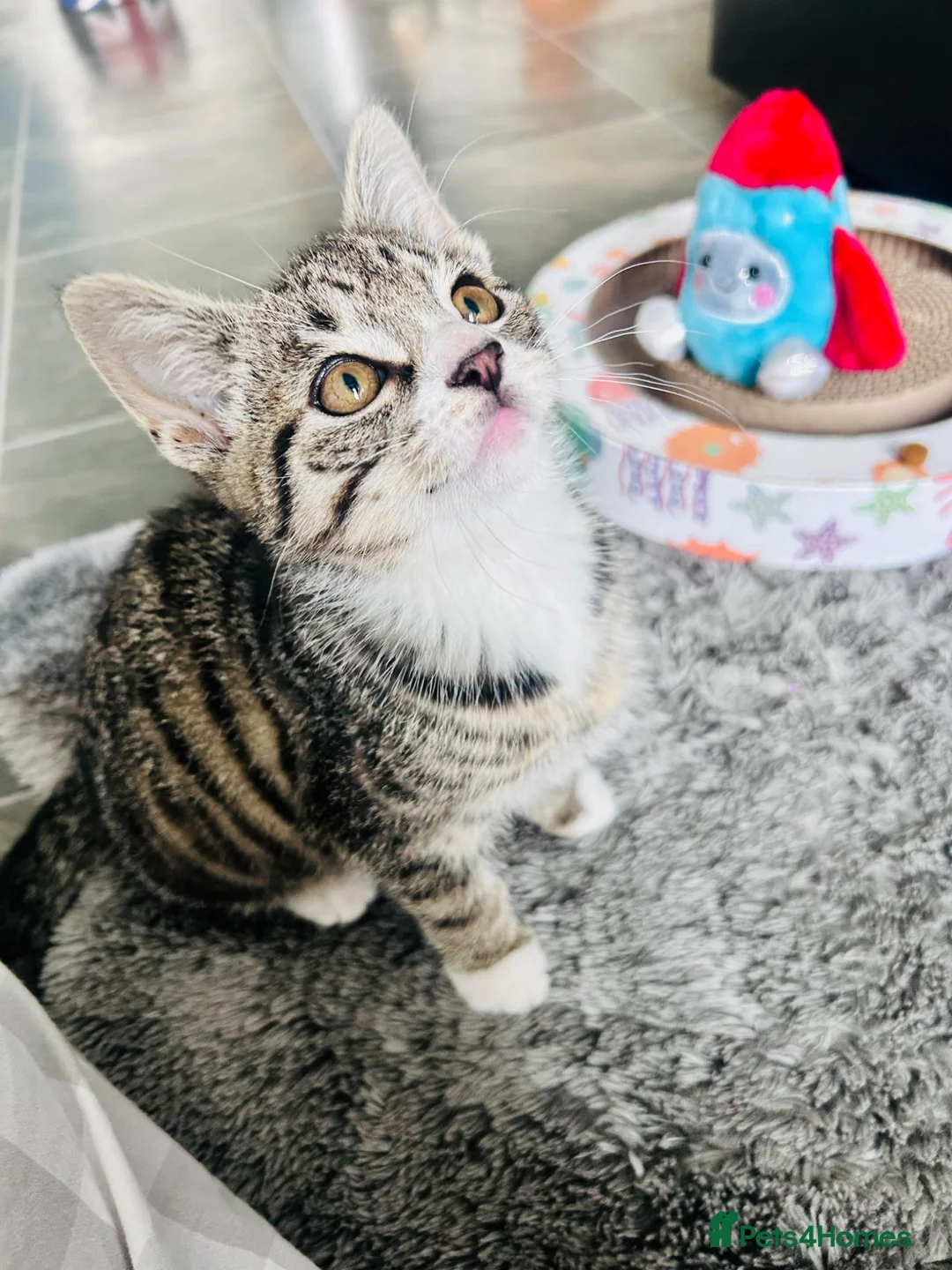 Mixed Breed cats for sale: Male tabby mixed breed kitten available this eve in Edinburgh - Advert 1