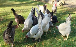Chickens poultry for sale: 17 Pure Breed Hens  - Image 2