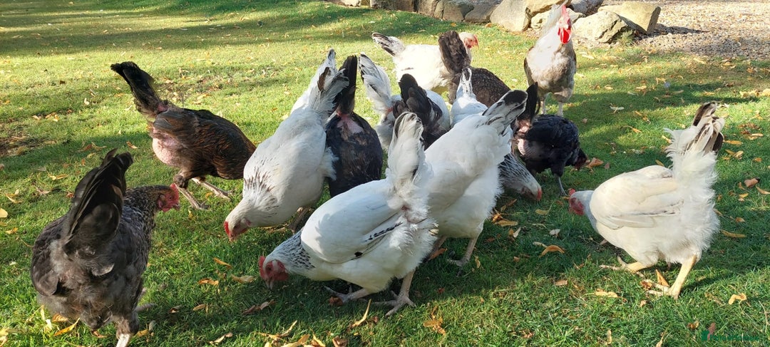 Chickens poultry for sale: 17 Pure Breed Hens  - Image 2