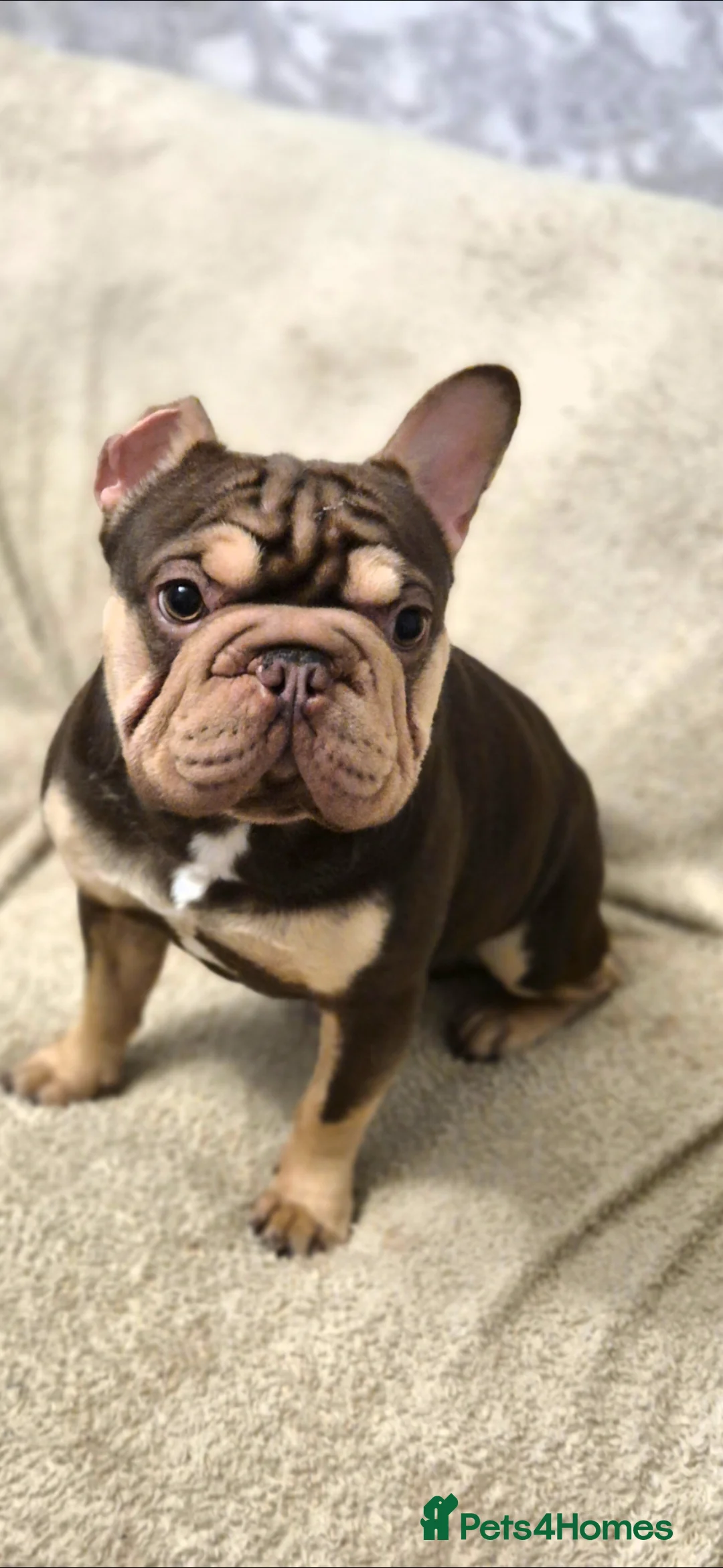 French Bulldog dogs for sale: Rojo and tan male ONE YEAR OLD - Advert 1