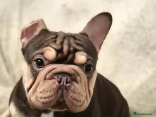 French Bulldog dogs Rojo and tan male - Advert 1