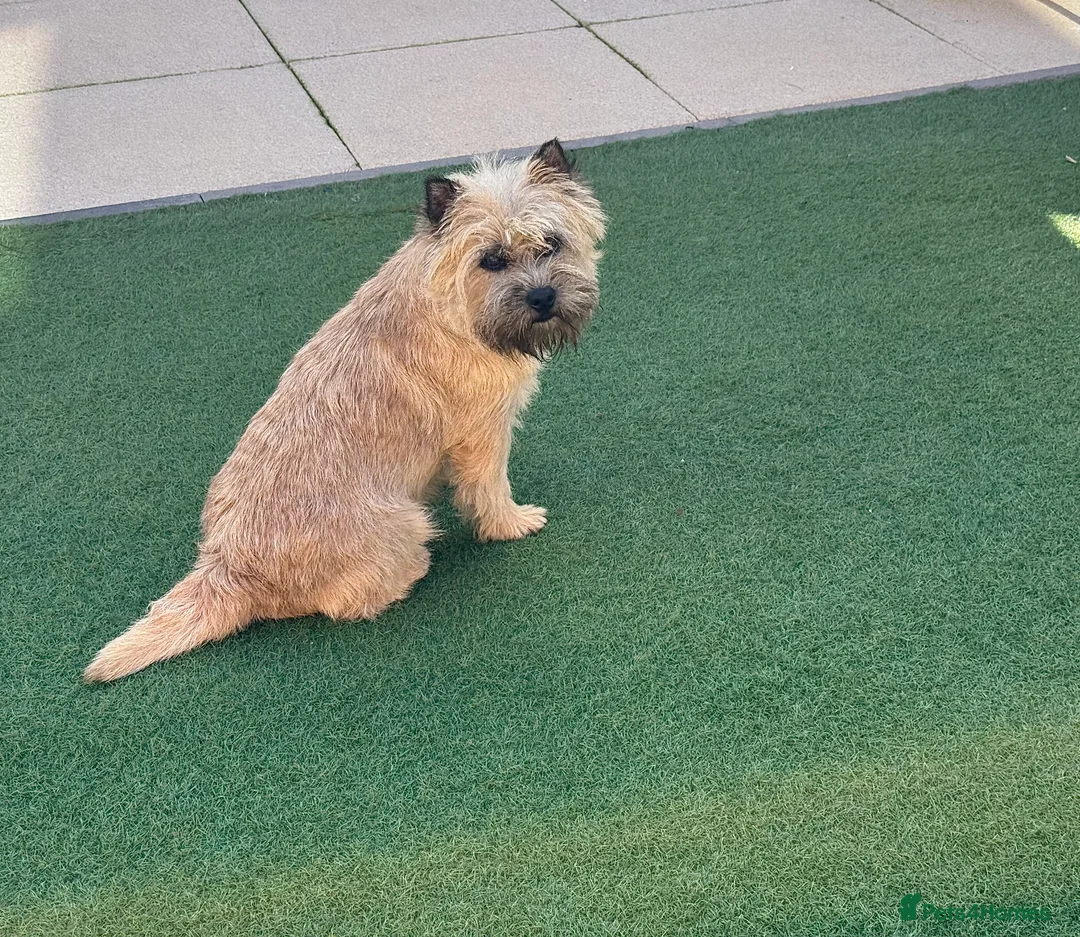 Cairn Terrier dogs for stud: Quality KC reg, health tested stud  - Advert 15