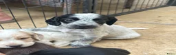 Cocker Spaniel dogs for sale: Beautiful litter of Working Cocker Spaniels - Advert 17