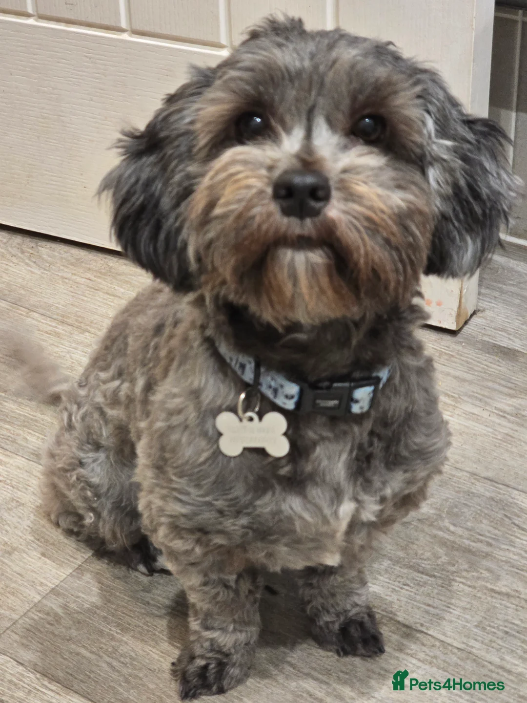 Mixed Breed dogs for sale: Female shit poo dog  in Wakefield - Advert 2