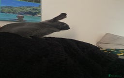 Mixed Breed rabbits for sale: Three beautiful male rabbits - Image 17