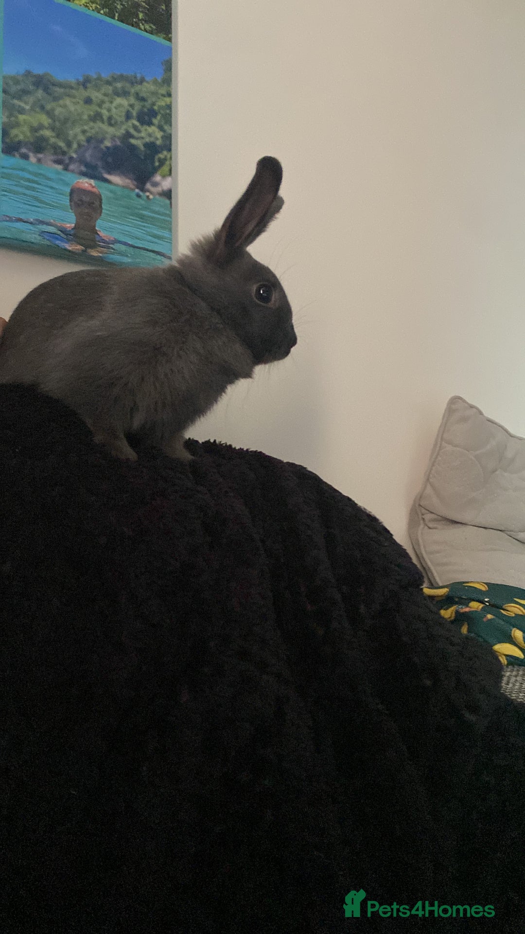 Mixed Breed rabbits for sale: Three beautiful male rabbits - Image 17