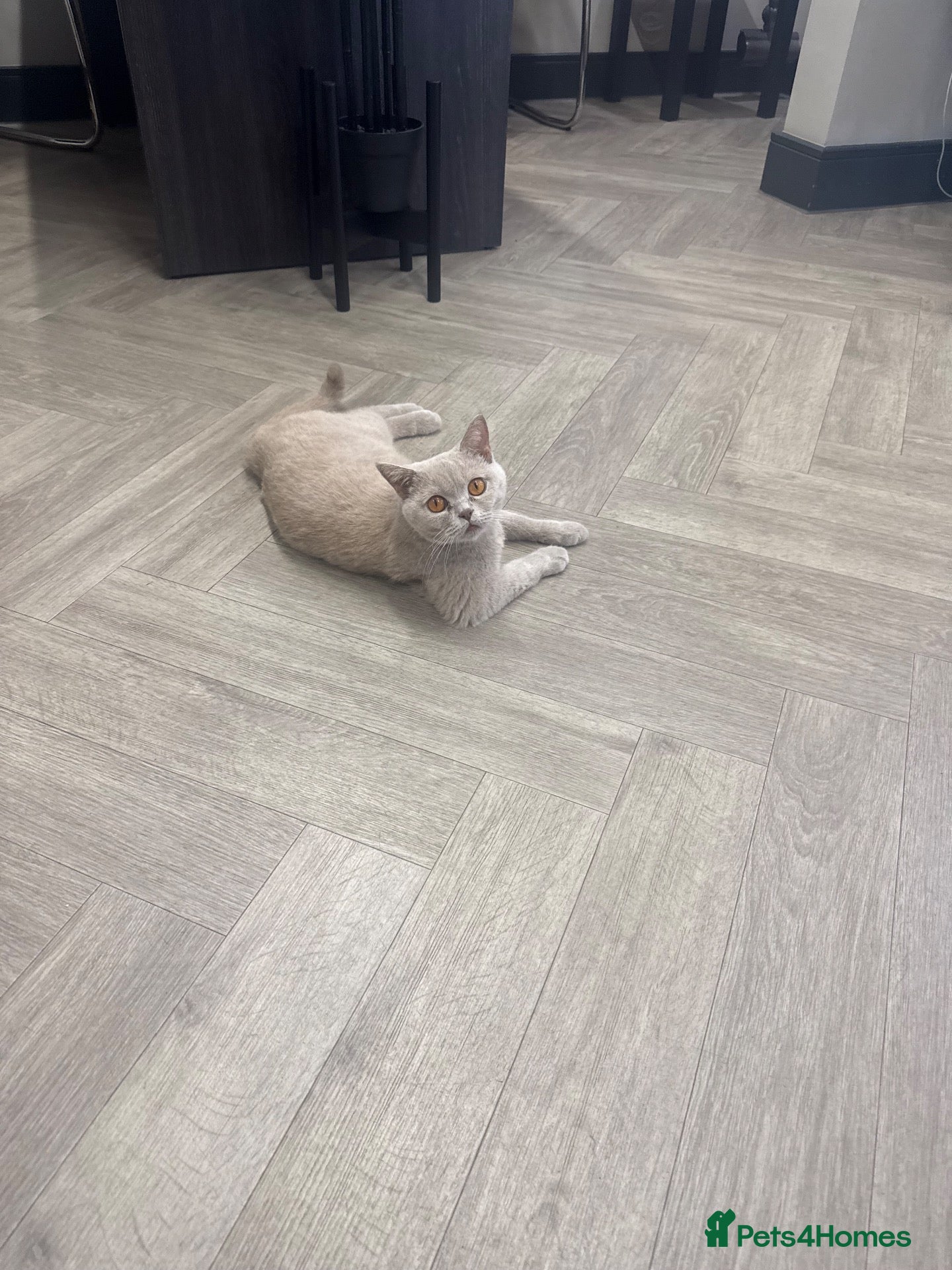 British Shorthair cats 2 female kittens  - Advert 1