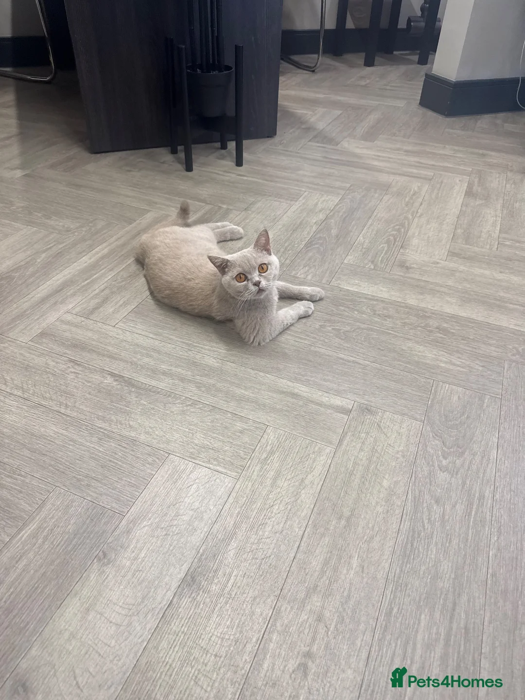 British Shorthair cats for sale: 2 female kittens  - Advert 1