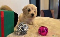 Maltipoo dogs for sale: Stunning Apricot Maltipoos  - Image 8