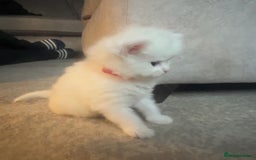 Maine Coon cats for sale: Maine coon kittens for sale  - Advert 6