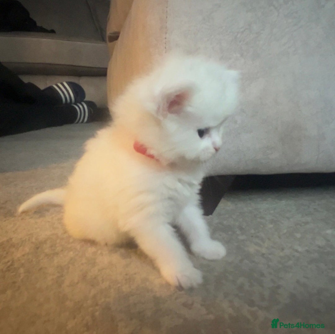 Maine Coon cats for sale: Maine coon kittens for sale  - Advert 6