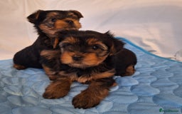 Yorkshire Terrier dogs for sale: Yorkshire Terrier Puppies – Ready 24 Dec - Image 32