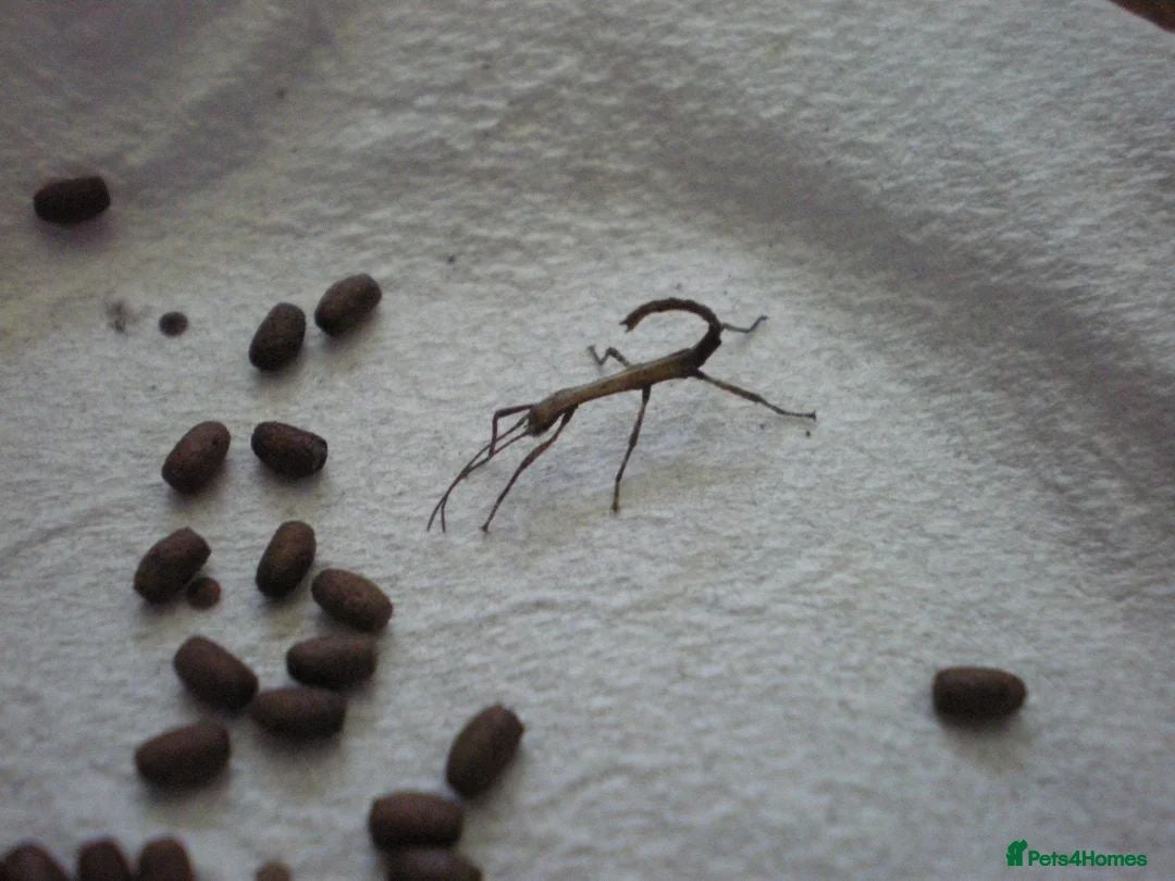 Stick Insects invertebrates Indian Stick Insects Nympths 50p each - Advert 12