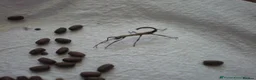 Stick Insects invertebrates for sale: Indian Stick Insects Nympths 50p each - Advert 1