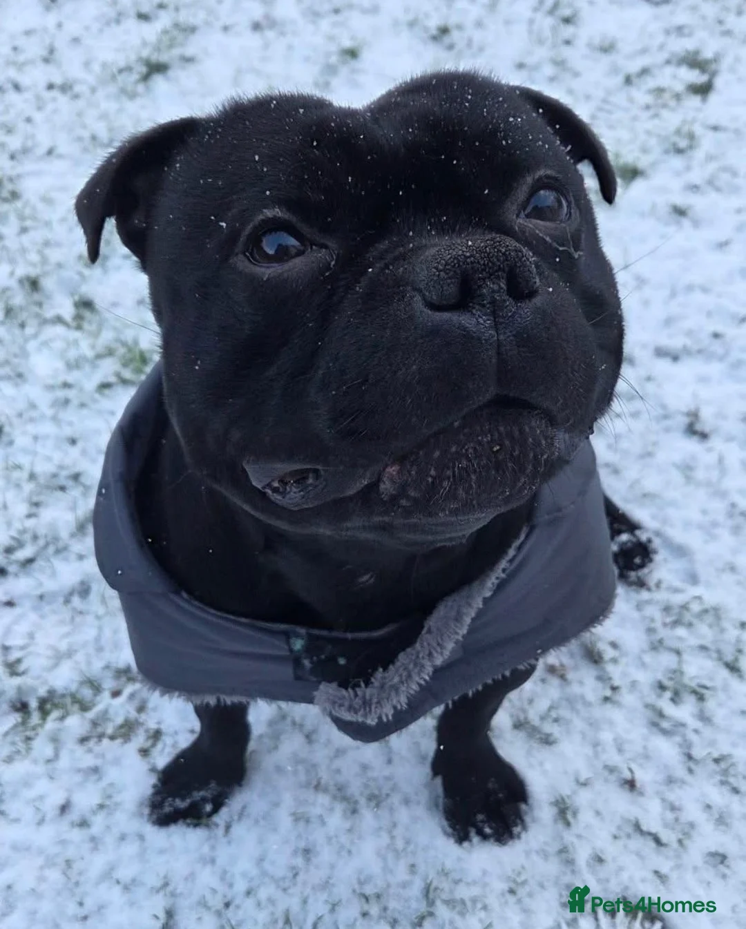 Staffordshire Bull Terrier dogs for sale: Geministaffs zee & maximus (4⭐️licensed breeders) - Advert 13