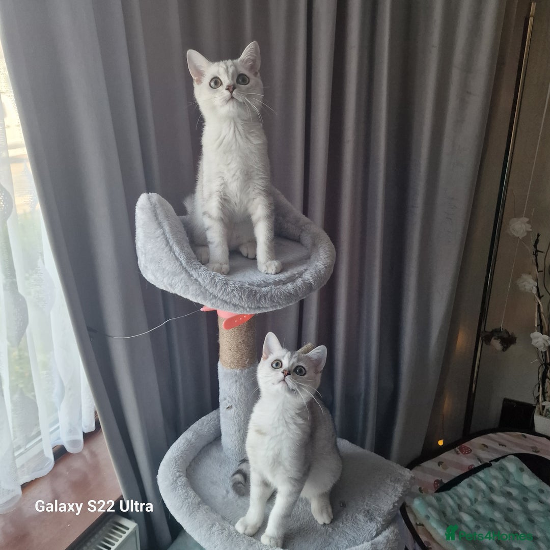 British Shorthair cats for sale: British shorter chinchilla silver  in Dagenham - Image 5