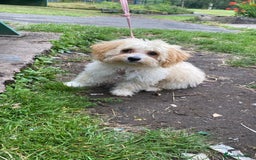Maltipoo dogs for sale: Maltipoo - Image 2