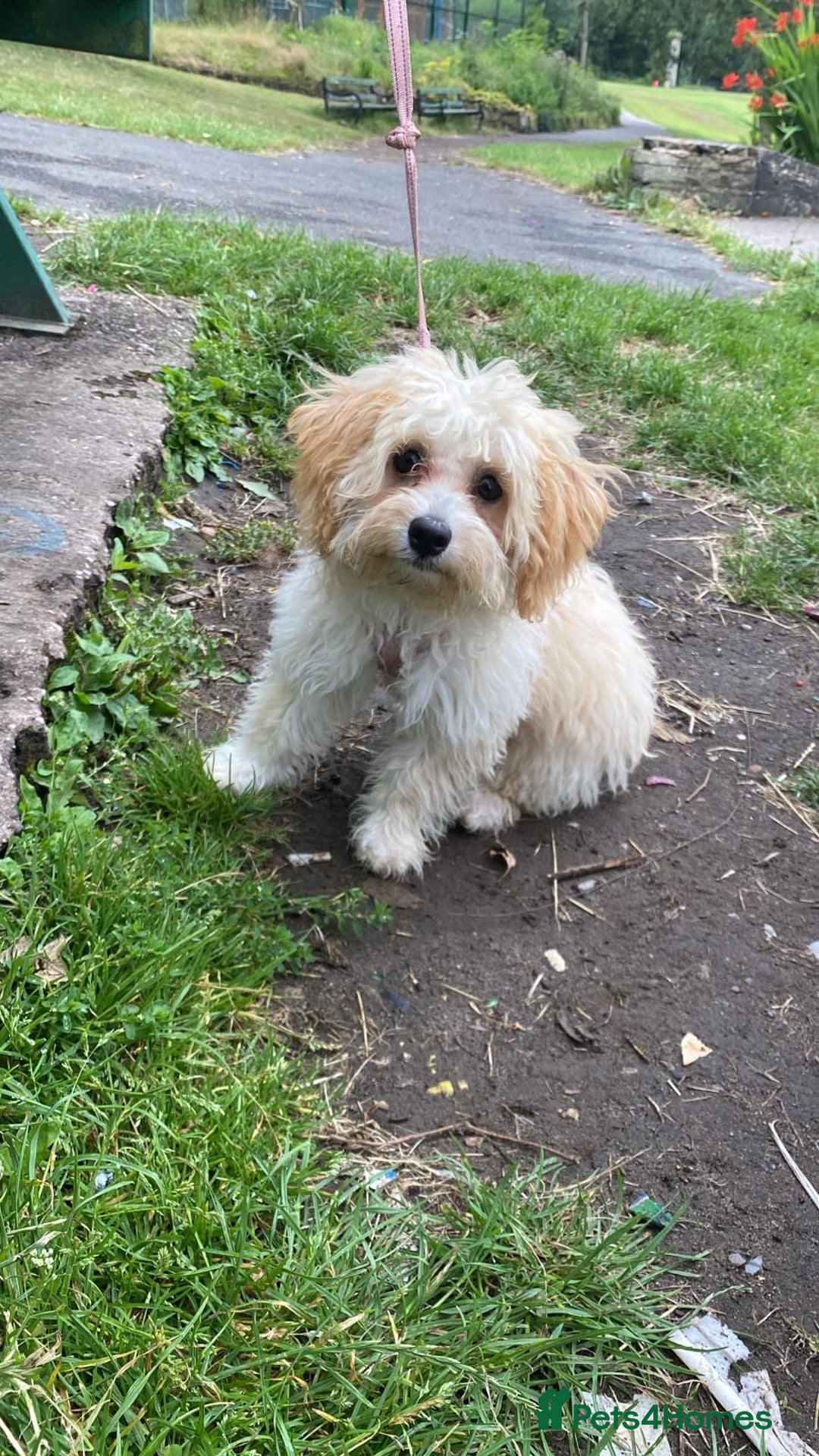 Maltipoo dogs for sale: Maltipoo - Image 2
