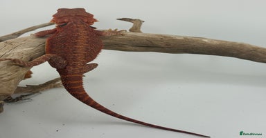 Bearded Dragon reptiles - Advert 14