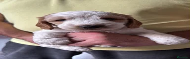 Cockapoo 5