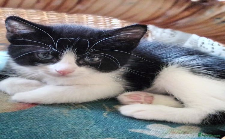 Mixed Breed cats - Advert 12
