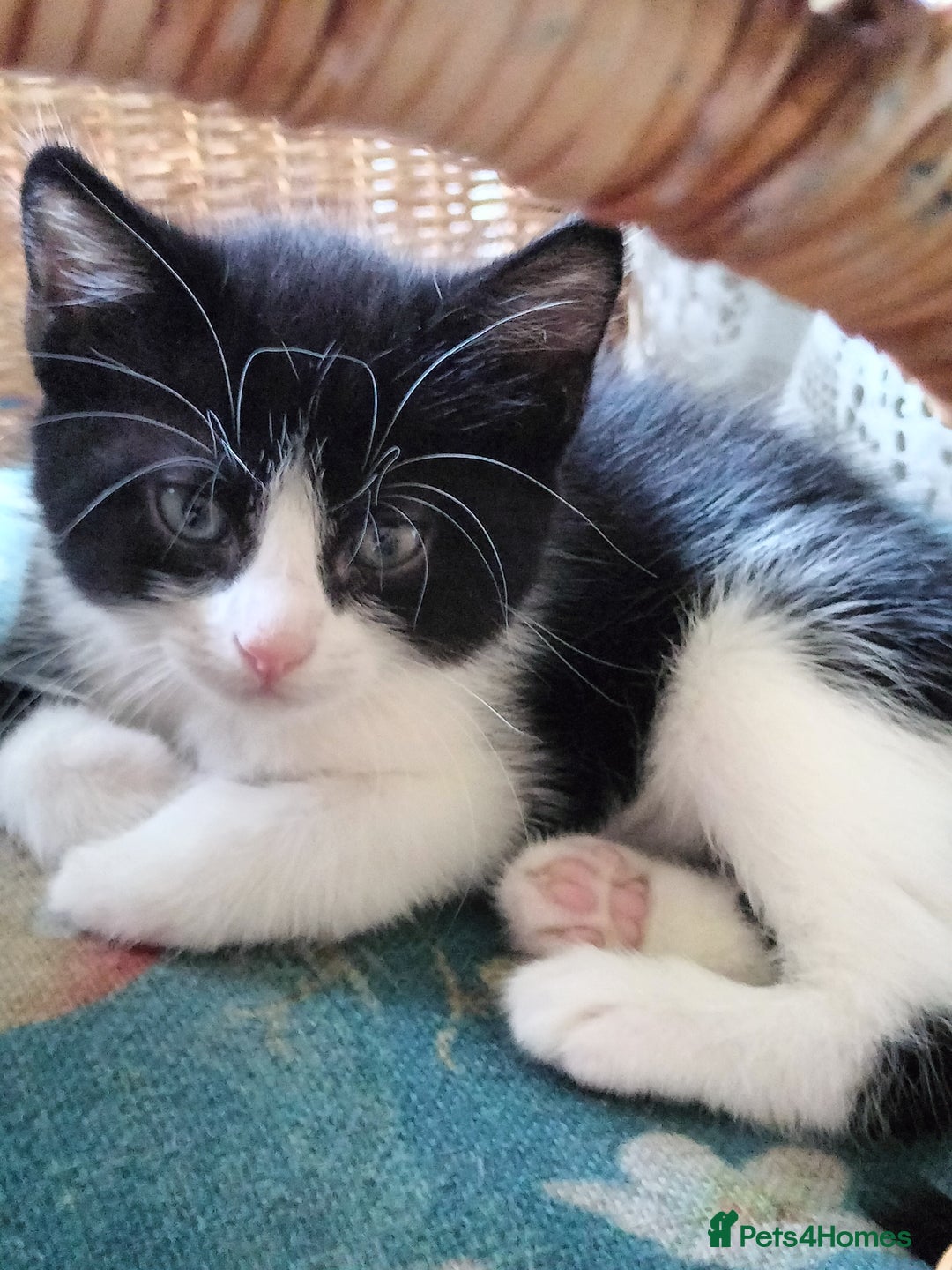 Mixed Breed cats for sale: Adorable kittens looking for loving homes - Image 1