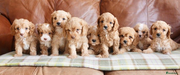 Cavapoo dogs in Swansea - Advert 2