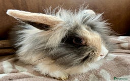 Mini Lion Lop rabbits for sale: 3 beautiful Rabbits  - Image 6