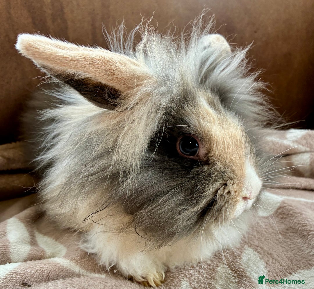 Mini Lion Lop rabbits for sale: 3 beautiful Rabbits  - Image 6