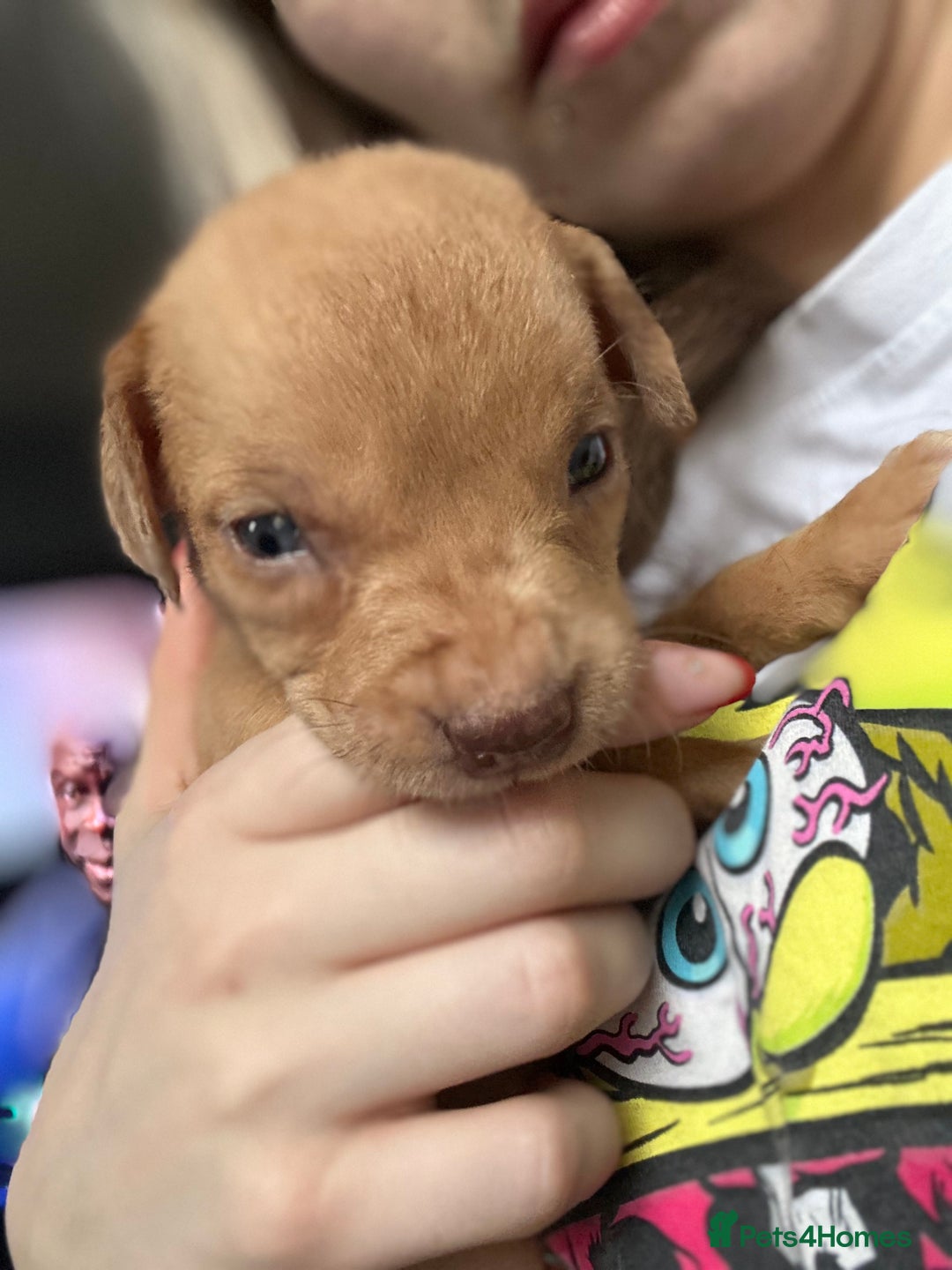 Mixed Breed dogs for sale: Mix breed Staff  - Advert 32