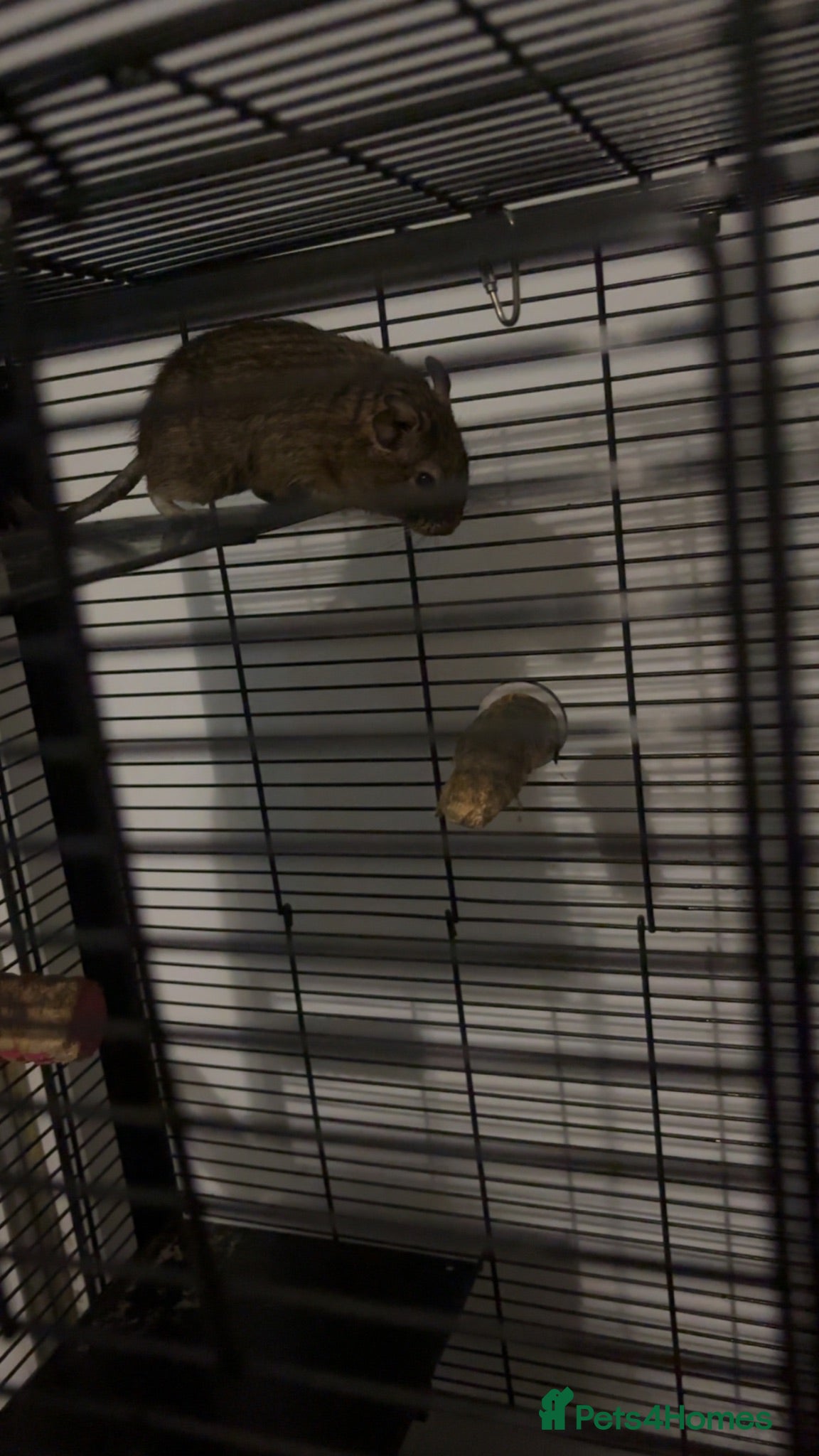 Degus rodents 2 Degus for sale  - Advert 1