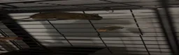Degus rodents for sale: 2 Degus for sale  in Bellshill - Advert 1