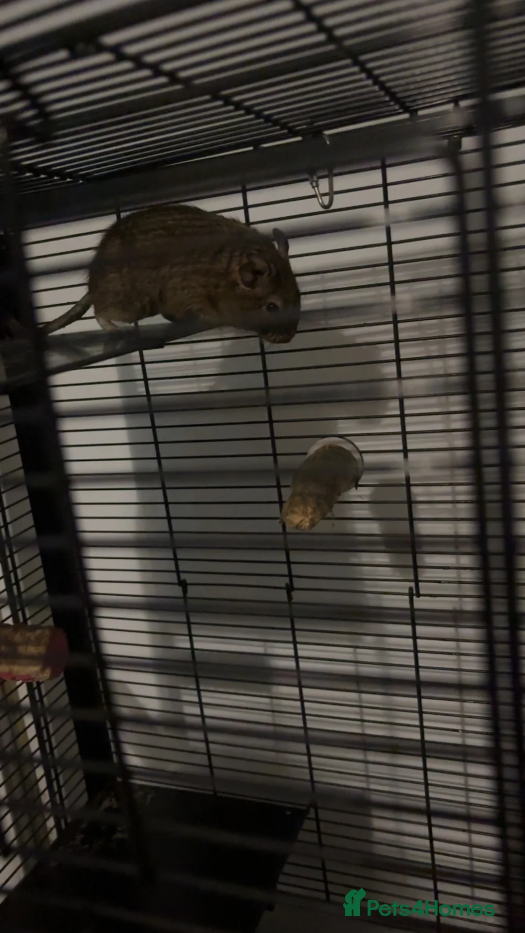 Degus rodents for sale: 2 Degus for sale  in Bellshill - Advert 1