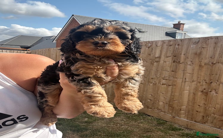 Cavapoo dogs - Advert 8