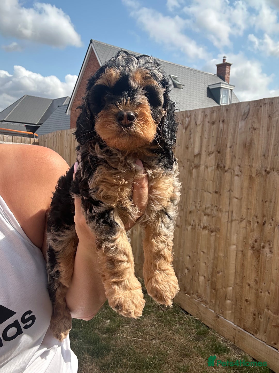 Cavapoo dogs for sale: Extensively health tested Stunning F1B Cavapoo  - Image 2