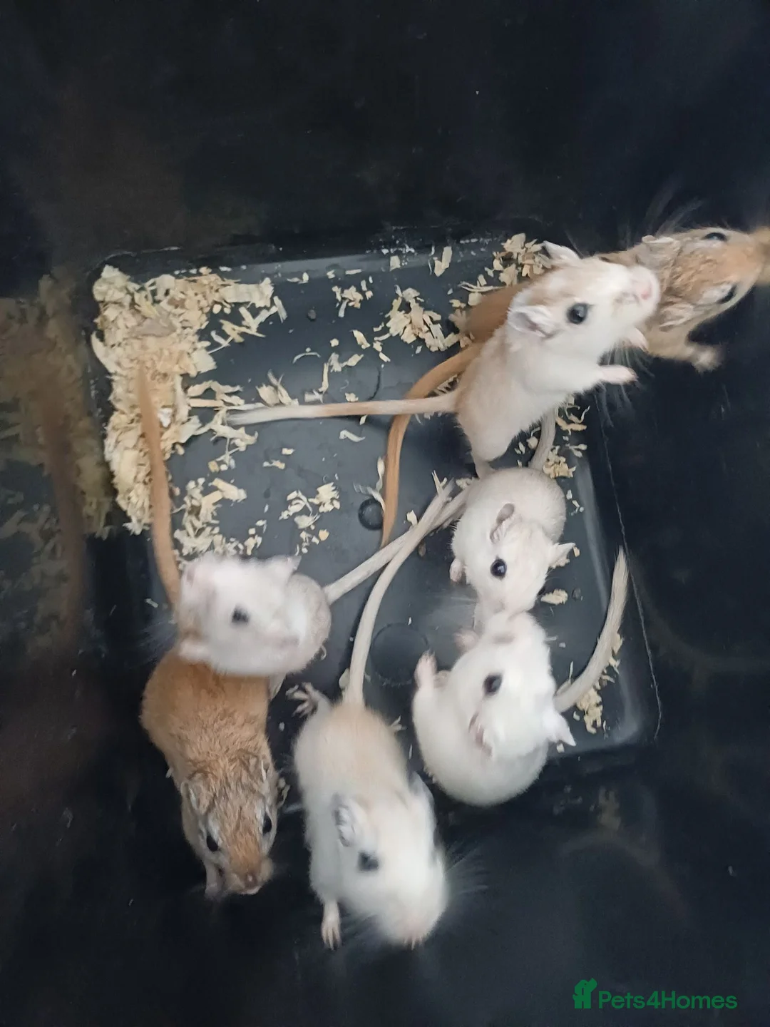 Gerbil rodents for sale: 6 female gerbil babies plus mum - Advert 1